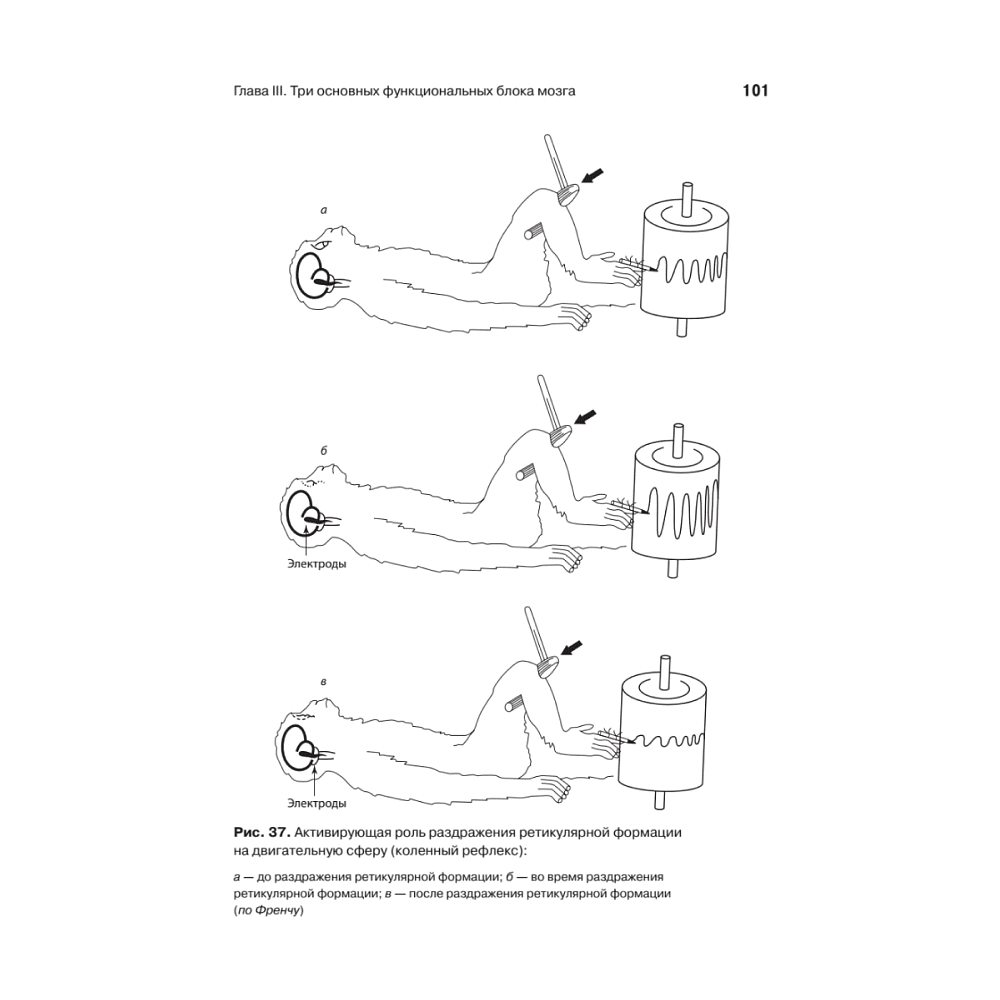 Книга "Основы нейропсихологии", Александр Лурия - 13
