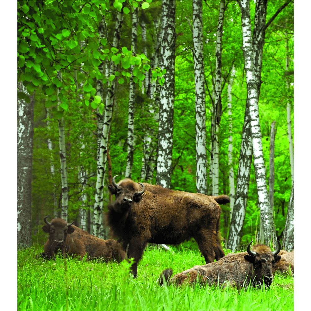 Книга "Национальные парки - жемчужины Беларуси", И.И. Бышнев - 3