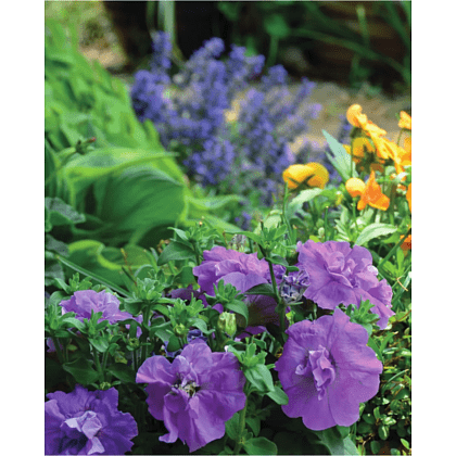 Книга "Библия садовых цветов. Однолетники, многолетники и луковичные. Советы по посадке, выращиванию и уходу" - 5