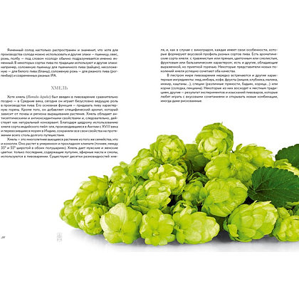 Книга "Маленькая книга гурмана. Пиво", Джованни Руджиери, Пьетро Фонтана - 7